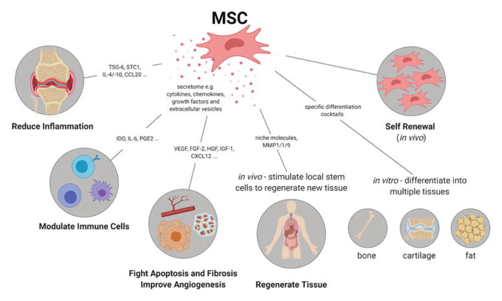 图4：干细胞的旁分泌与功能调节